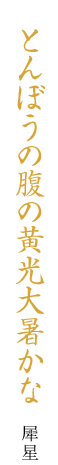 とんぼうの腹の黄光大暑かな 犀星