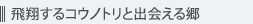 飛翔するコウノトリと出会える郷