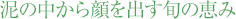 �D�̒��������o���{�̌b��