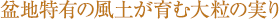 �~�n���L�̕��y����ޑ嗱�̎���

