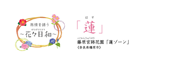 旅情を誘う 〜花々日和〜 蓮 藤原宮跡花園「蓮ゾーン」《奈良県橿原市》