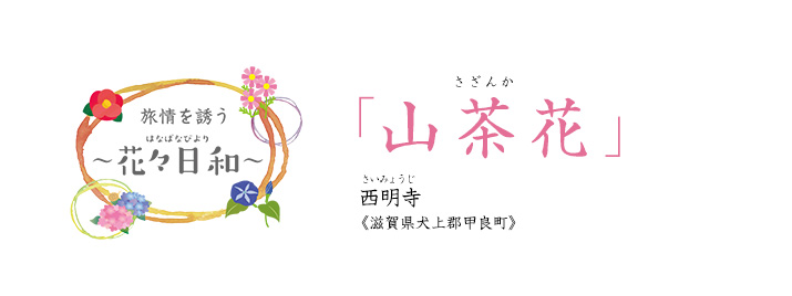 旅情を誘う 〜花々日和〜 山茶花 西明寺《滋賀県犬上郡甲良町》