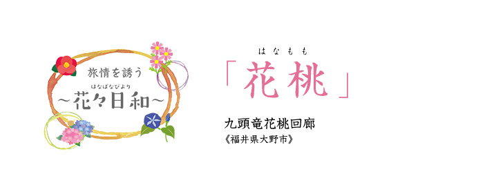 旅情を誘う 〜花々日和〜 花桃 九頭竜花桃回廊《福井県大野市》